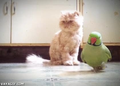 Gato,Loro,Avanzar,Adelantar,Correr,Foto,Camara