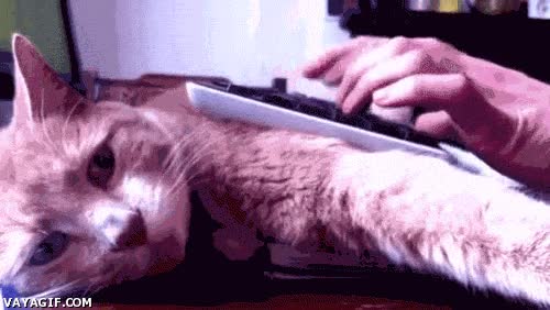 Teclado,Ordenador,Gato,Dulce placer,Masaje,Calor,Teclear,Escribir,Encima