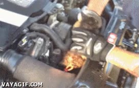 Recate,Salvar,Vida,Atrapado,Gato,Motor,Cap&oacute; del coche