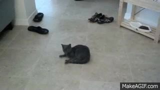 gato,sorprenderse,perseguir,cola
