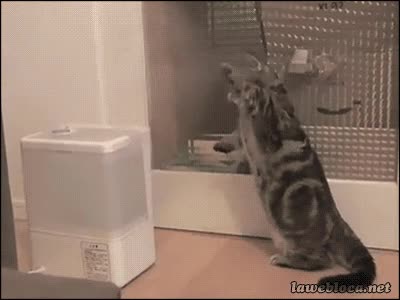 estufa,gato,calor,lol,vapor,agua,lo flipa