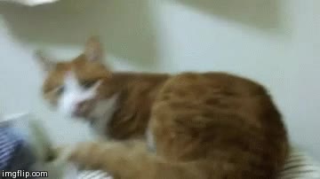 asustar,gato,reaccion,susto,grabar