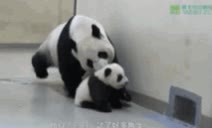 oso panda,irse,madre,hijo,escapar,cachorro,castigado sin bambu