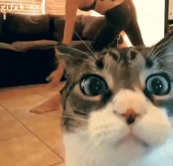 tecnolog&iacute;a,gato,flipar,c&aacute;mara,grabar,cara