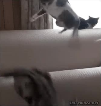 gato,gatito,girar,golpe,sitio,sof&aacute;,mio,atacar,echar