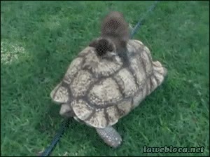 gato,gatito,tortuga,arre,cabalgar,a caballo