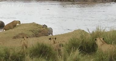 huir,animales,cebras,correr,agua,cagando leches,leonas,leones