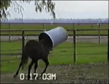 caballo,fiesta,llegar,casa,dormido,perdido,cubo