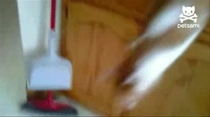 galleta,robar,gato,comer,ca&iacute;da,hambre,al suelo