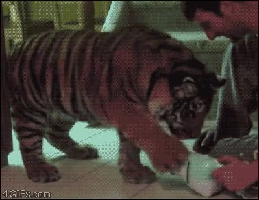 Aspiradora,Tigre,Jugar,Ruido,Susto,Aspirador,Miedo,Gato,Cachorro,Felino