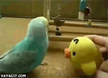 Loro,Bailar,Copiar,Mover,Peluche,Periquito,Imitar,Mu&ntilde;eco