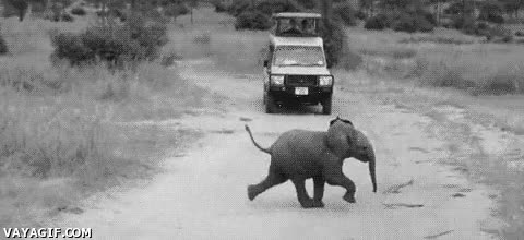elefante,elefantito,cria,cachorro,bebe,cruzar,safari,carretera