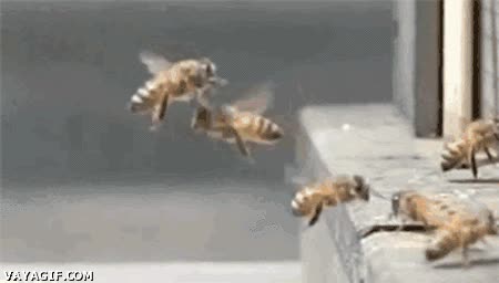 explotar,choque,explosi&oacute;n,michael bay,que les pasa,abeja