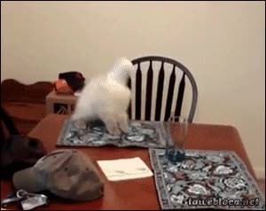 gato,girar,bebida,golpe,gatito,mantel,salvamantel,fail,caer,mesa,vaso,atascado