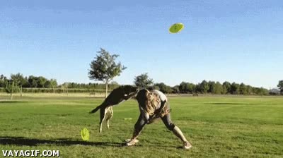 perro,saltar,frisbee,coger,muy alto,disco volador,saltos