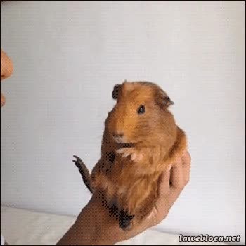 No me soples humano, que me da rabia... ¡Que no me soples, joder! soplar,cobaya,caramelo de menta,aliento,molestar,incordiar,rabia