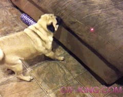 pug,sofa,puntero laser,punto rojo,carlino,perseguir,perro