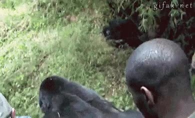 gorila,ataque,c&aacute;mara,arrastrar,tirar,canon,llevar