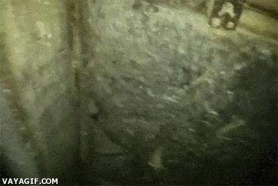 gatos,puerta,gato,abrir,invasi&oacute;n,ni la peor peli de miedo