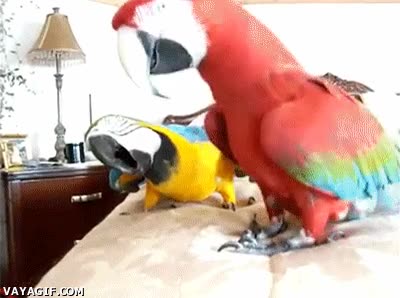 Loros,Loro,Foto,Cabeza,Mover,Lado,Pico,Camara,fotos