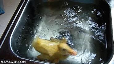 Pica,Pato,Agua,Nadar,Cocina,Feliz,Bucear