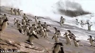 ¡Socorro, huyamos todos juntos de la forma más patosa posible! olas,roca,correr,saltar,pingüinos,mar