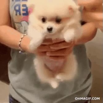 air swimming,cachorro,volar,nadar,adorable,mono,puppy swimming,perro