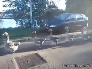 patos,detr&aacute;s,fila,marcha,uno detr&aacute;s de otro,seguir,ocas