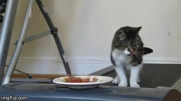 moverse,comer,gato,comida,cinta autom&aacute;tica,plato,correr