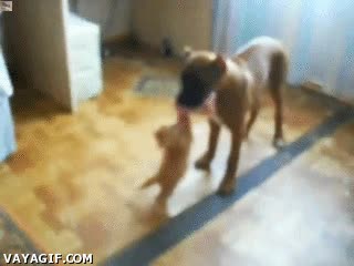 Gato,Perro,Lengua,Robar,Jugar,Atacar,Buen intento,No lo soltar&aacute; jam&aacute;s