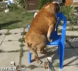 plastico,terraza,camarero,el jefe,silla,sentarse,bulldog,perro