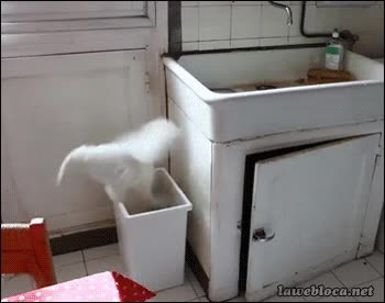 salto,fail,saltar,gato,ostiazo,papelera,cocina,cubo,basura,basket,triiiiipleeeeeee