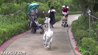 pelicano,familias,ataque,atacar,desalojar,vaciar,zoologico