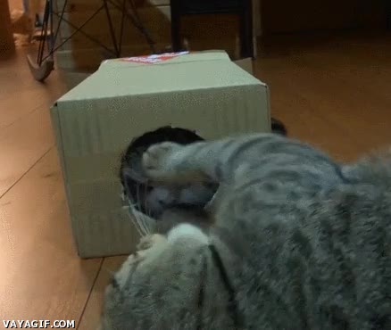 Feel like a tortuga,Carton,Proteccion,Caja,Gato,Proteger