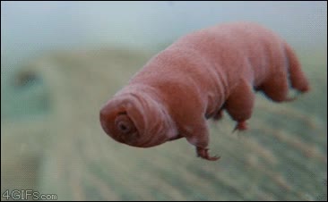 Cuando pensabas que la naturaleza ya no podía sorprenderte... Agua,Mar,Nadar,Monstruo,Oso,Naturaleza,Bicho,Insecto,Animal