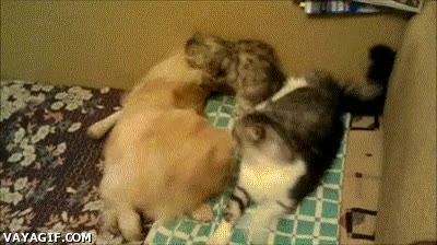 Echar,Gato,Perro,Pelea,Alfombra,Morder,Jugar