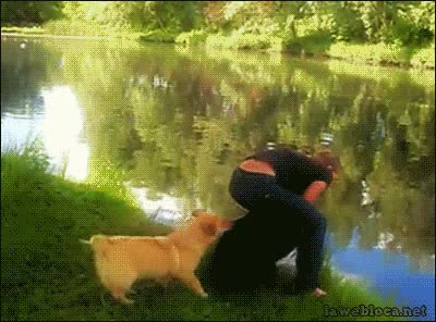 karma,bañar,perro,chica,rio,lago,agua,caer