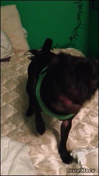 pug,lengua,perro,sacar,boca,animal,gracioso,carlino,miley cyrus