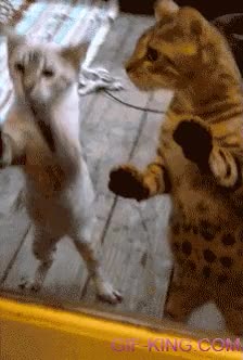 cristal,gatos,rascar,vidrio,ventana,ara&ntilde;ar