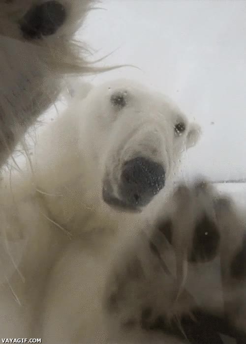 Abreme,que,aqui,afuera,hace,frio,oso polar,vidrio,rascar
