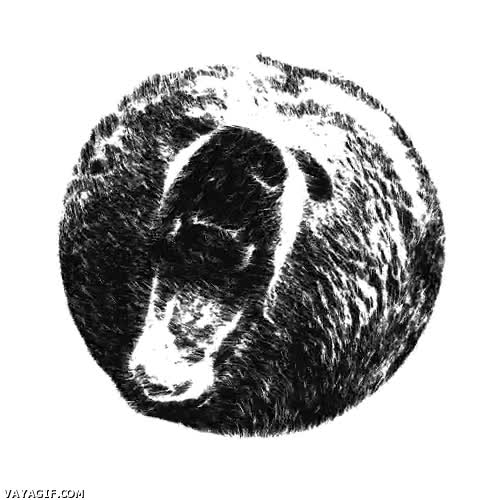 Impresionante,efecto optico,3D,dibujado,oso