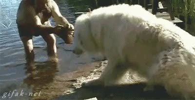 perro,tirar,agua,chapuz&oacute;n,fuerza,caerse,cuerda,fuerte,estirar