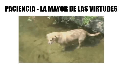 paciencia,pescar,perro,pez,virtud,coger,conseguir