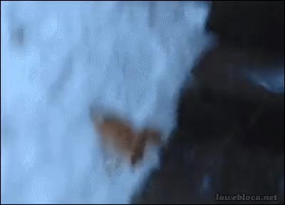 nieve,fail,ostiazo,gato,chocar,resbalar,parkour