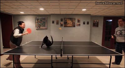 gato,ping pong,jugar,pelota,red