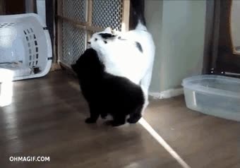 ¡Mamá, cómprame ese juguete! ¡Venga, cómpramelo, cómpramelo! gatos,gato,pesados,molestar,madre,hijo,juguete,cachorro,perro