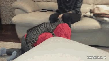 gato,subirse,niño,encima,guiar,espalda,montar