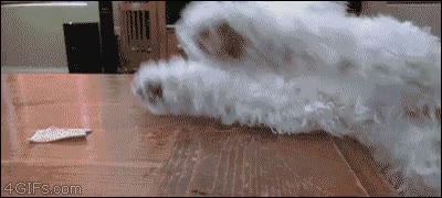 perro,pequeño,comida,alcanzar,comer,grande,llegar