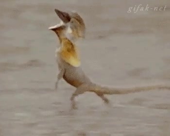 sola,casa,chica,correr,animal,cagando leches,r&aacute;pidez,lagarto