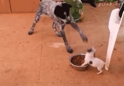 comida,perros,cachorro,defender,divertido